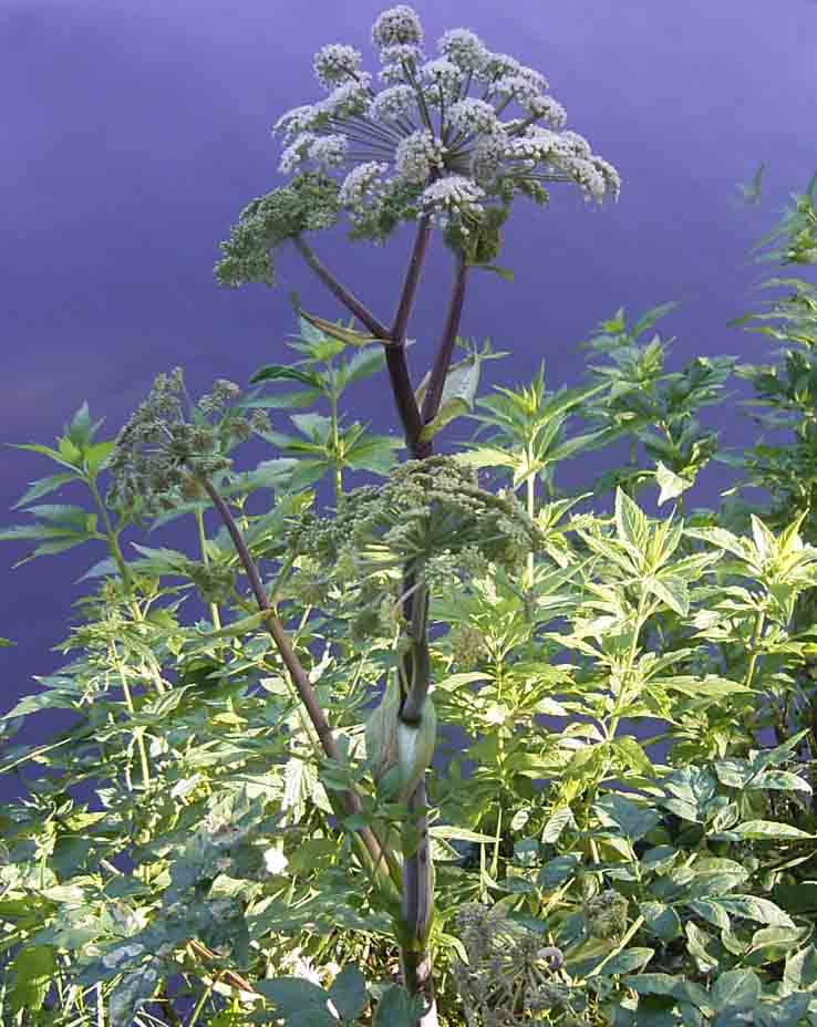 Angelica