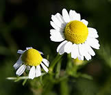 Chamomile