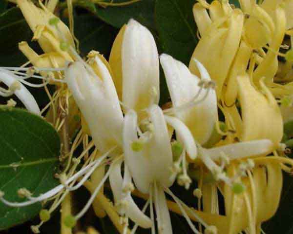 Honeysuckle