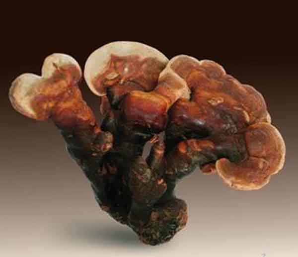 Lucid Ganoderma