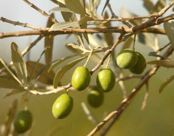 Olive Leaves