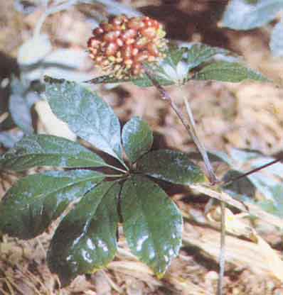 Radix Notoginseng