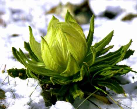 Snow Lotus