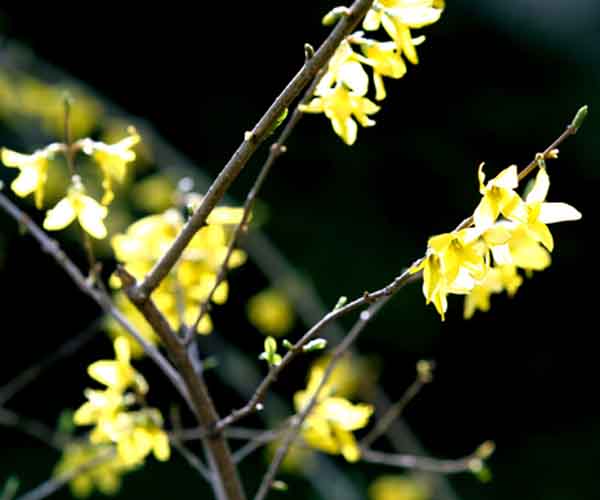 Weeping Forsythia