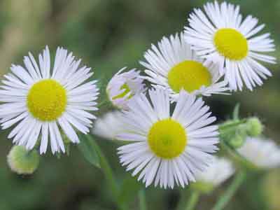 Wild Chrysanthemum