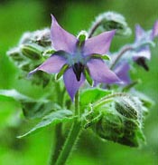 Borage plant